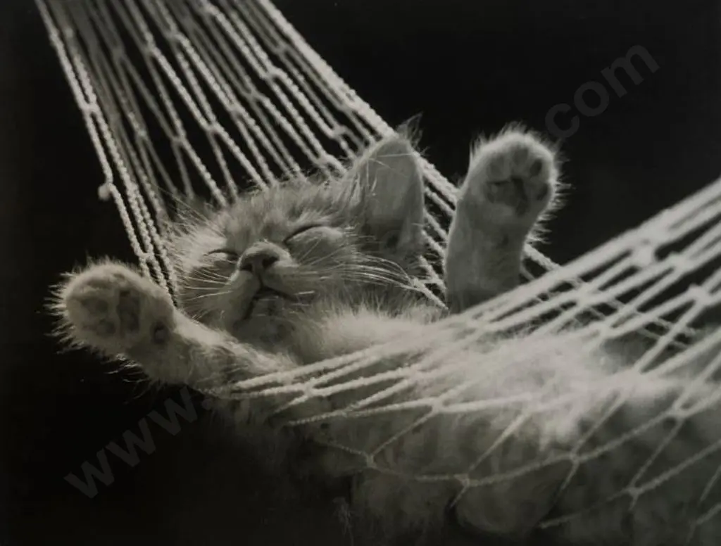 UNKNOWN artist - Cat Nap Image 1++