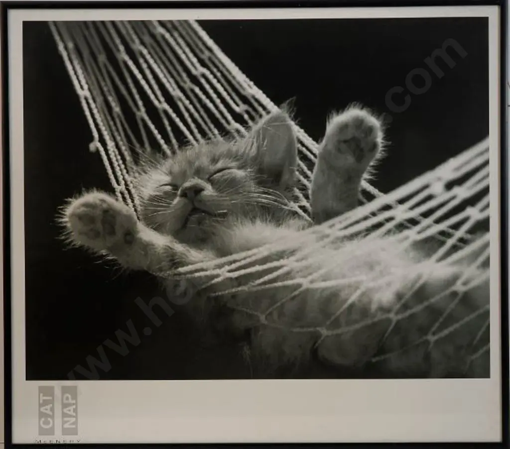 UNKNOWN artist - Cat Nap Image 1++