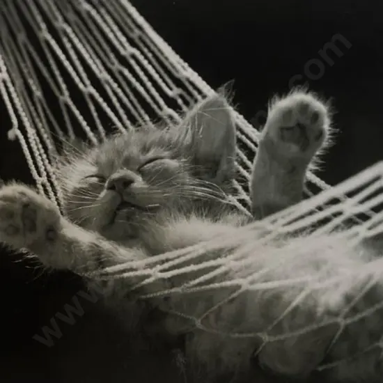 UNKNOWN artist - Cat Nap