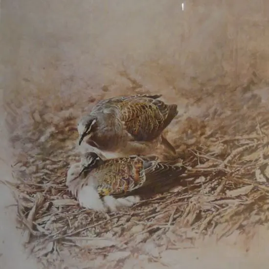 CHING, Raymond Harris (1939-) - Bronzed Winged Pigeon