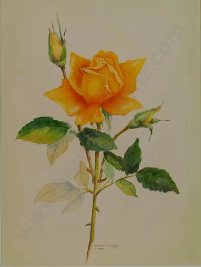 BRIGGS, Doreen - Orange Yellow Rose Image 1++