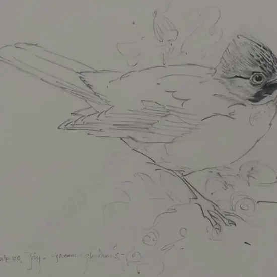 CHING, Raymond Harris (1939-) - Jay - pencil drawing for Reader's Digest Book of British Birds