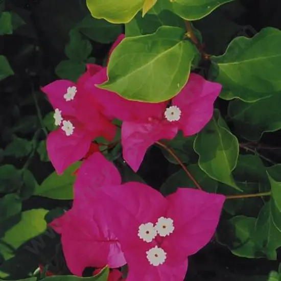 UNKNOWN artist - Flowers & Leaves