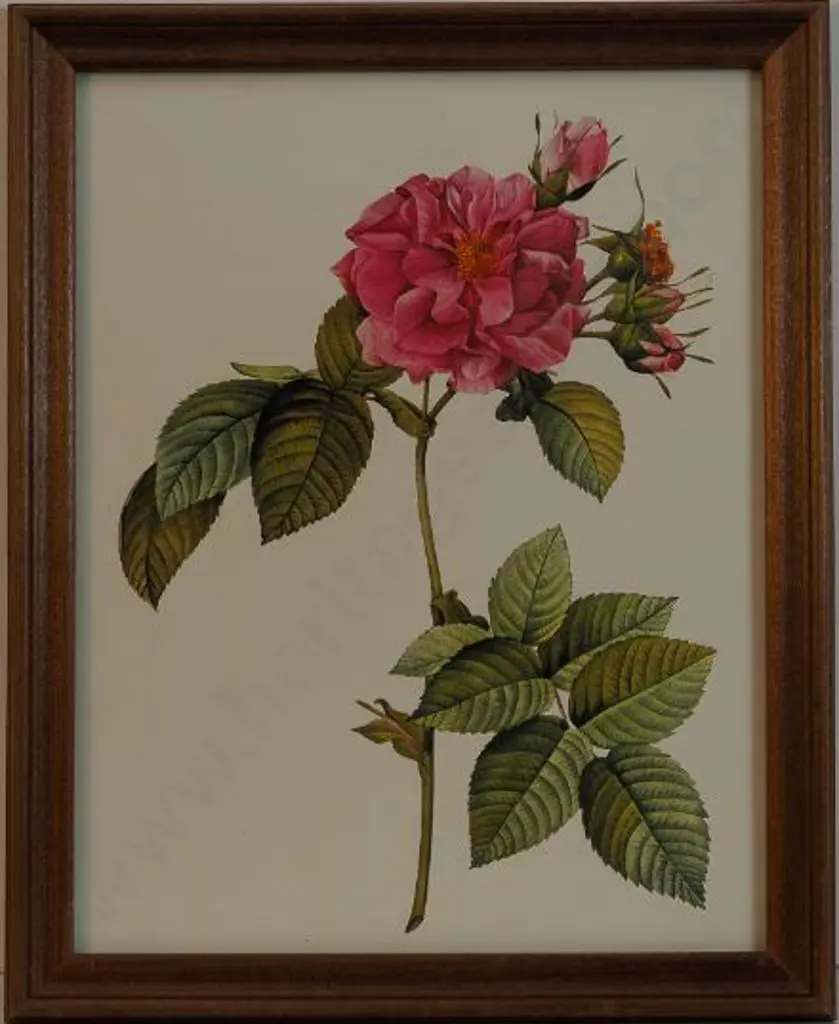 REDOUTE - Pink Rose Image 1++