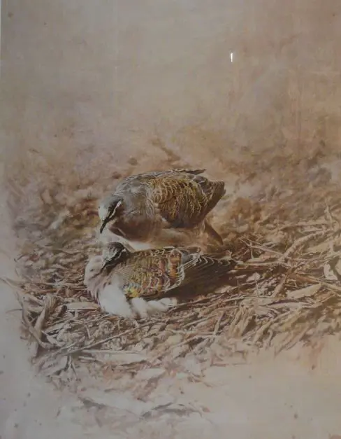 CHING, Raymond Harris (1939-) - Bronzed Winged Pigeon Image 1++