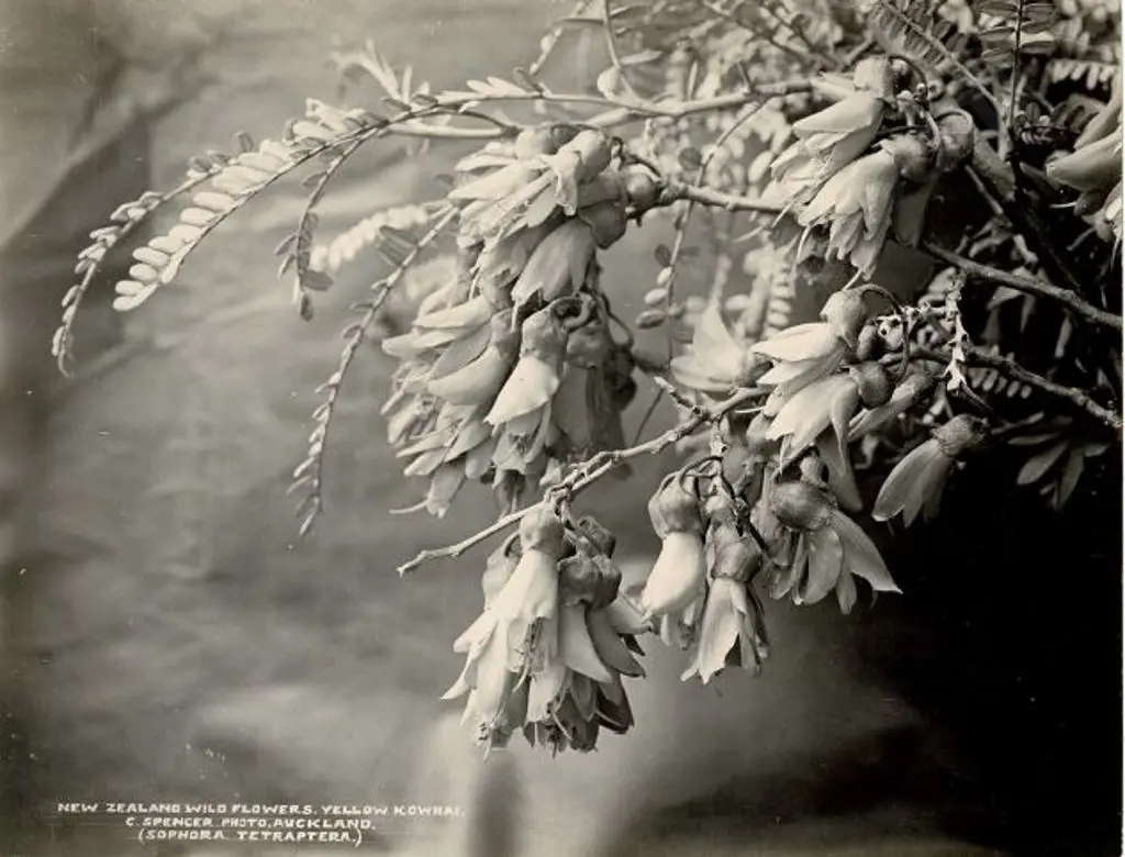 SPENCER, Charles (1854-1933) - New Zealand Wildflowers - Yellow Kowhai Image 1++