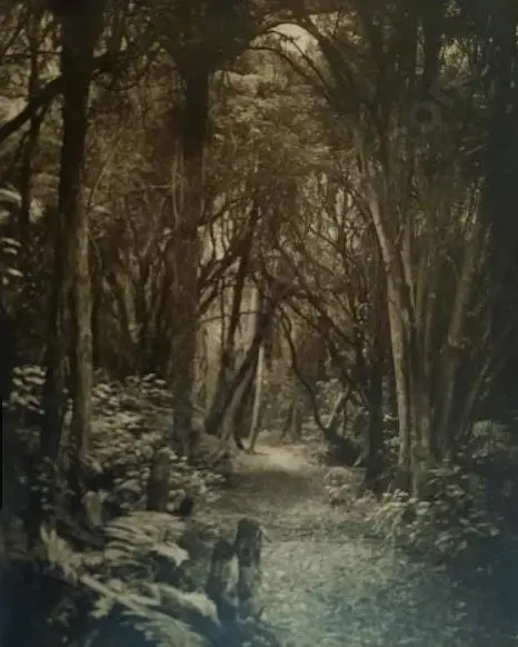 UNKNOWN - Forest Path Image 1++