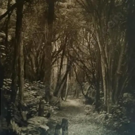 UNKNOWN - Forest Path