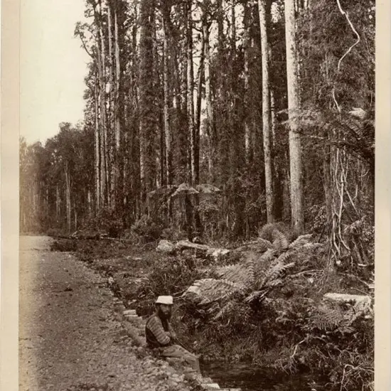 UNKNOWN - Black Pine Forest, West Coast Road - Late 19th Century