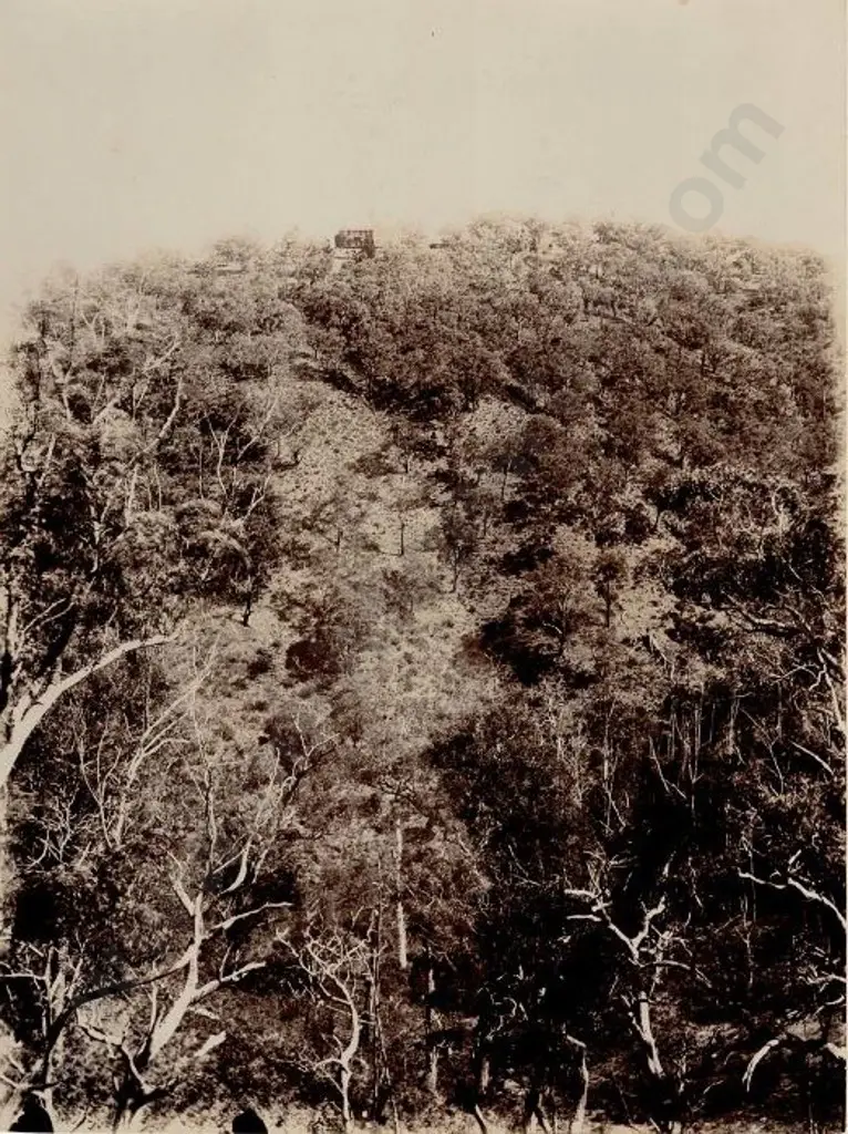 UNKNOWN - Bush Scene, c. 1890 Image 1++