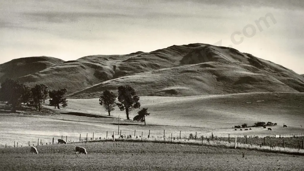 CASBOLT, Frederick Lennard (1896-1987) - Pastoral Scene with Grazing Sheep, Hills & Trees Image 1++