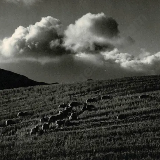 CASBOLT, Frederick Lennard (1896-1987) - Sheep Grazing on Hillside
