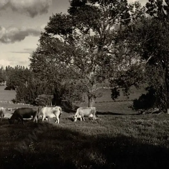 CASBOLT, Frederick Lennard (1896-1987) - Cows grazing in Shadows