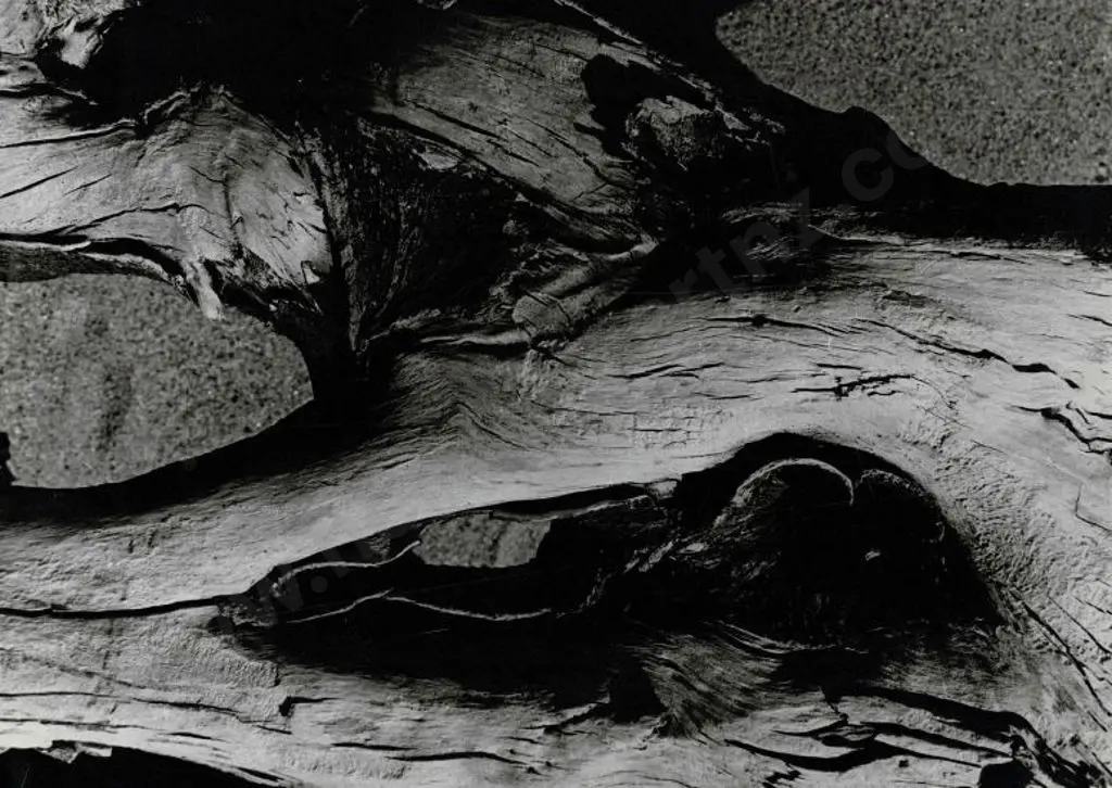 CASBOLT, Frederick Lennard (1896-1987) - Untitled (Hollow Tree) Image 1++