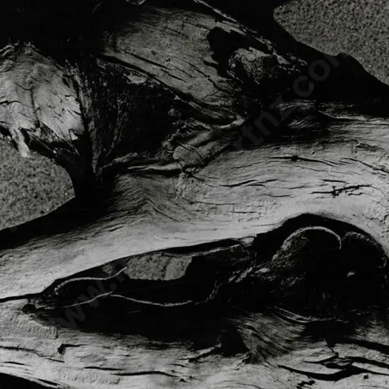 CASBOLT, Frederick Lennard (1896-1987) - Untitled (Hollow Tree)