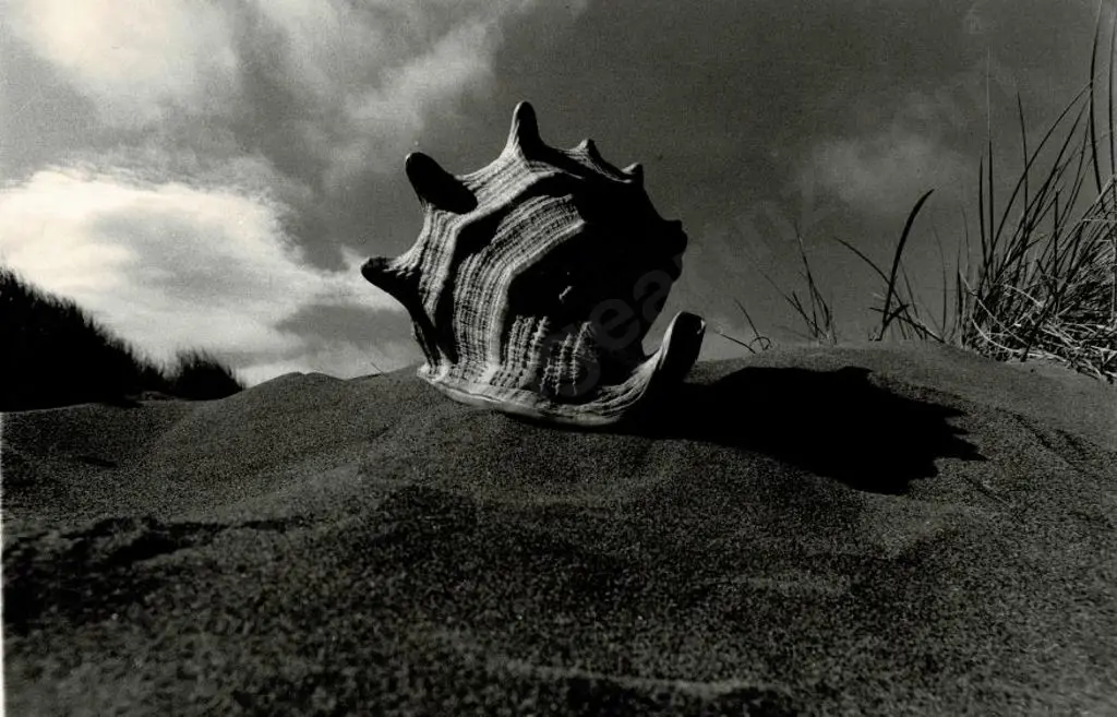 CASBOLT, Frederick Lennard (1896-1987) - Coming Over' - Sea Snail on Sand Dunes Image 1++