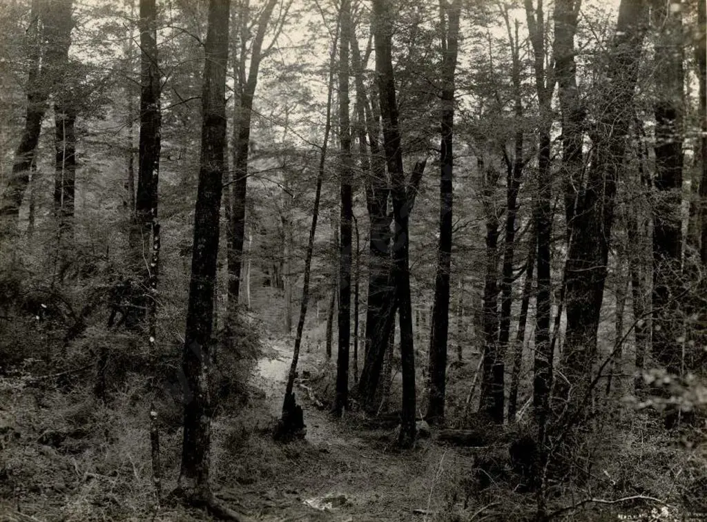 NZ GOVT PUBLICITY (Early 20th Cent.) - Forest Path, c.1910 Image 1++