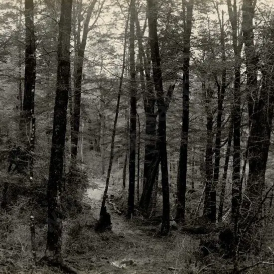 NZ GOVT PUBLICITY (Early 20th Cent.) - Forest Path, c.1910