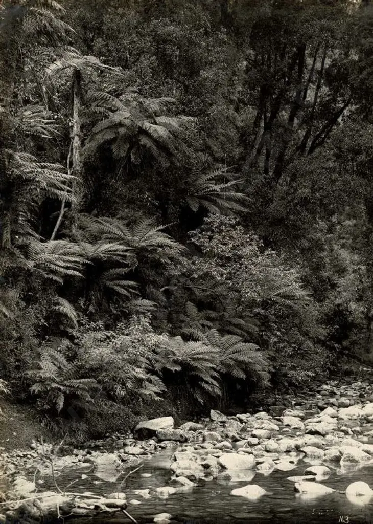 NZ GOVT PUBLICITY (Early 20th Cent.) - Tree Ferns, Dorothy Creek, Lake Kanieri, Westland, c.1910 Image 1++