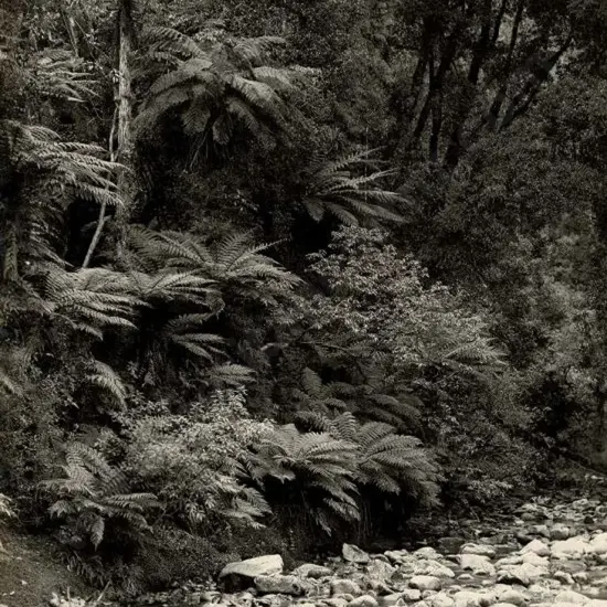 NZ GOVT PUBLICITY (Early 20th Cent.) - Tree Ferns, Dorothy Creek, Lake Kanieri, Westland, c.1910