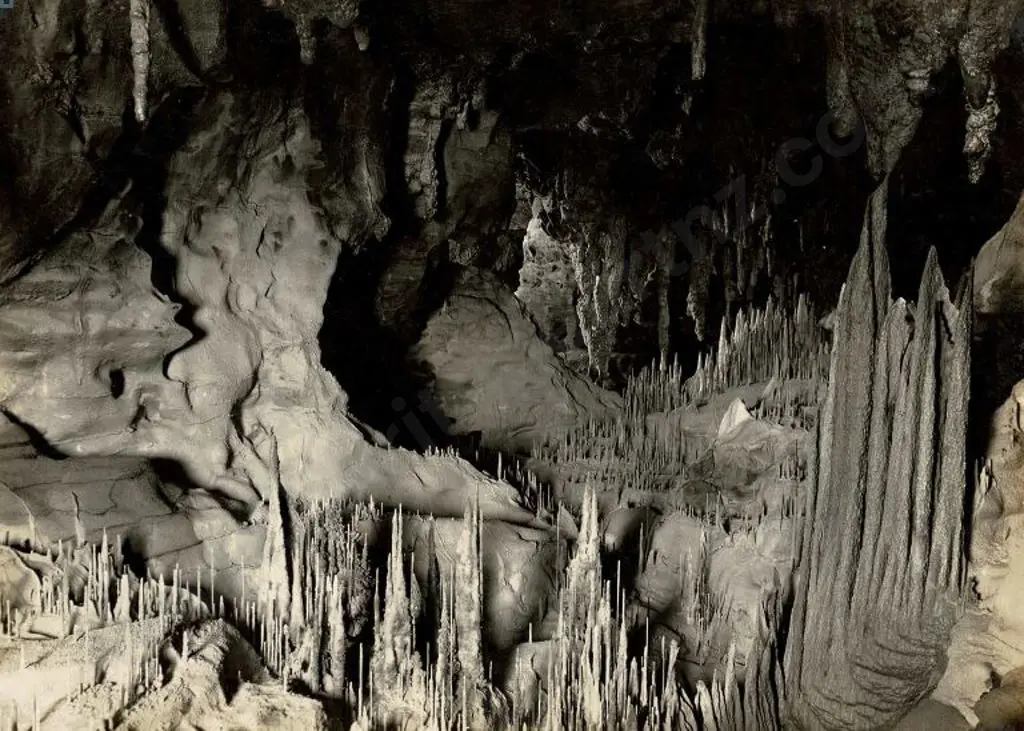 NZ GOVT PUBLICITY (Early 20th Cent.) - Stalagmites, Waitomo, c.1910 Image 1++