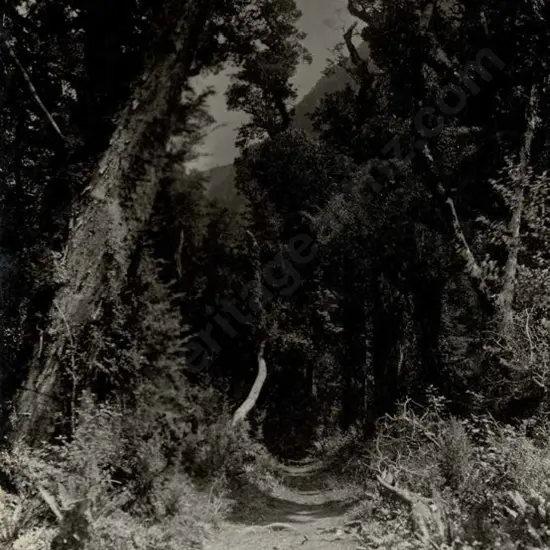 MUIR & MOODIE - Dunedin (1898-1916) - The Track, Lake Ada, c.1905