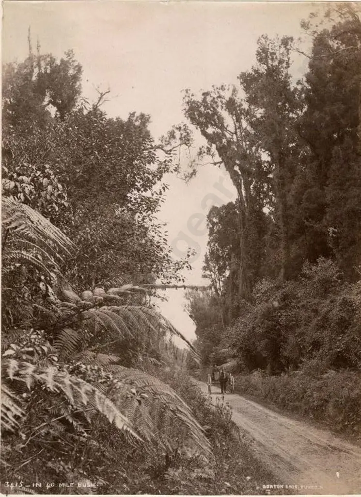 BURTON BROS - Dunedin (1870s-1890s) - In 40 Mile Bush (Road through Bush), c.1880 Image 1++