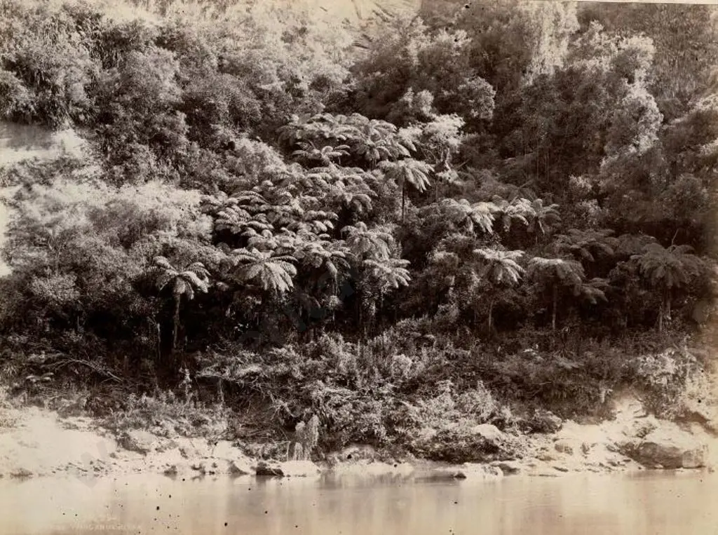 MARTIN, Josiah (1843-1916) - Wanganui River, c.1880 Image 1++