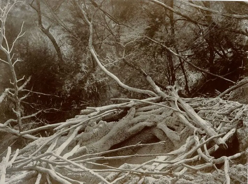 MARTIN, Josiah (1843-1916) - Eagles West, Wairakei, c.1880 Image 1++
