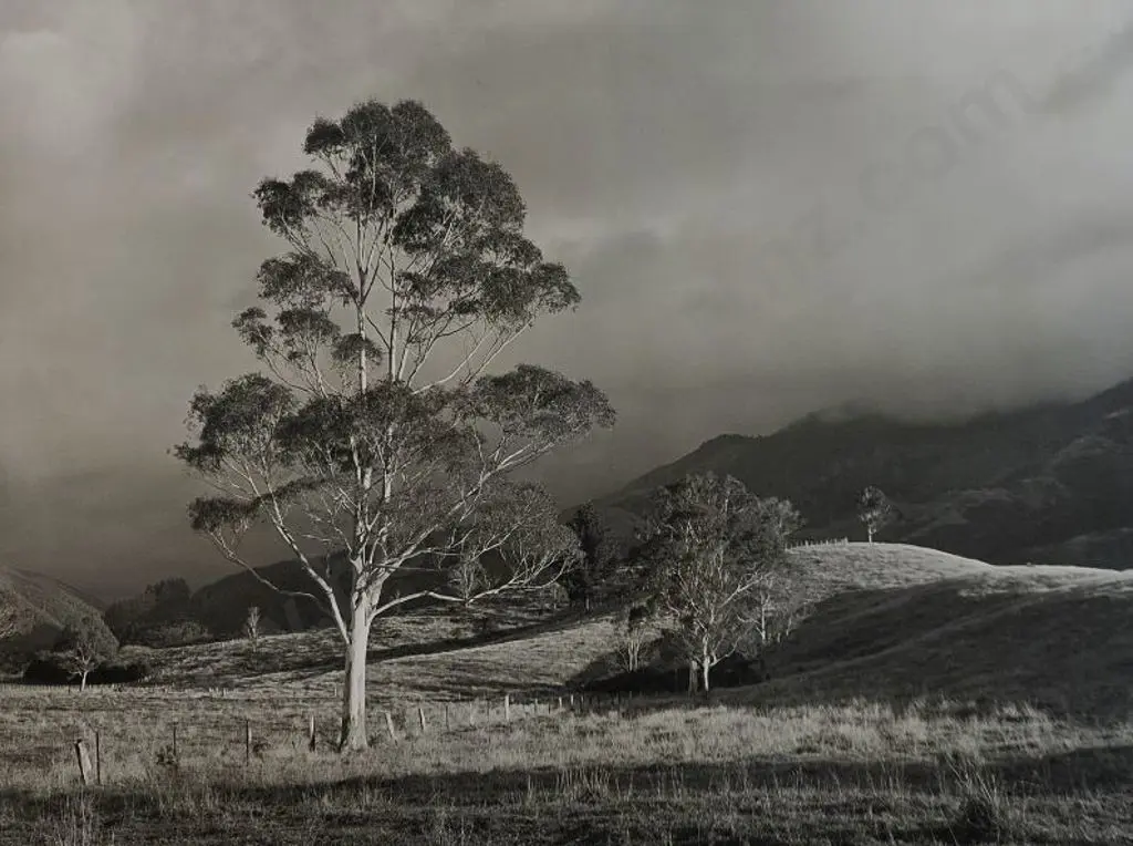 REDFERN, R. - Standing Tall (Tree in Field) Image 1++