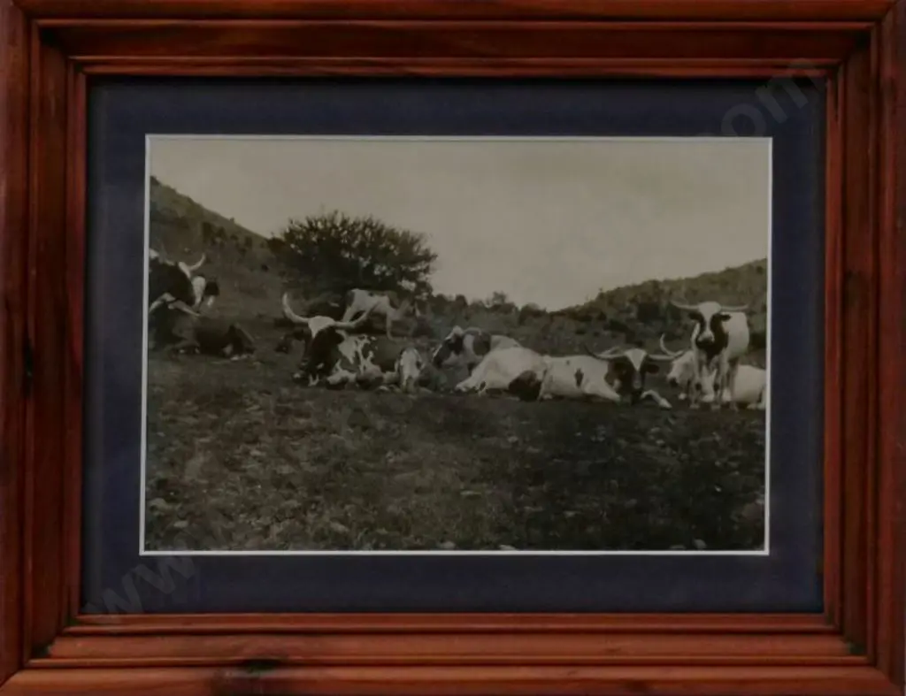 A.P.F. - The Children's Photographer - Long Horned Cattle in Field - c.1930 Image 1++