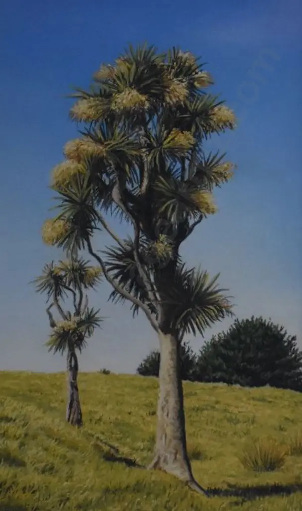ROSS, Jane (Contemporary) - The Cabbage Tree in Flower Image 1++