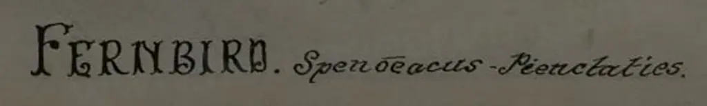 TEAPE, J.N. - Fernbird, 1905 Image 1++