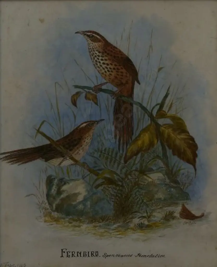 TEAPE, J.N. - Fernbird, 1905 Image 1++