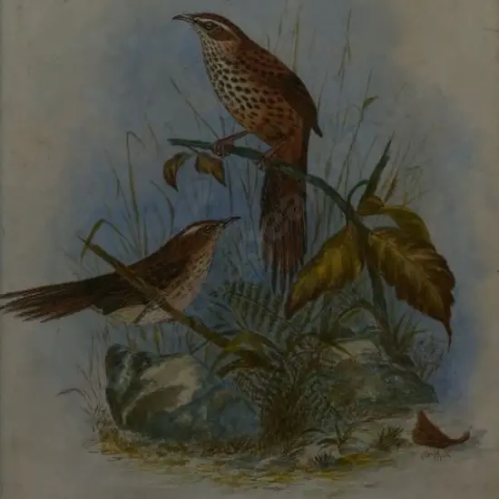 TEAPE, J.N. - Fernbird, 1905