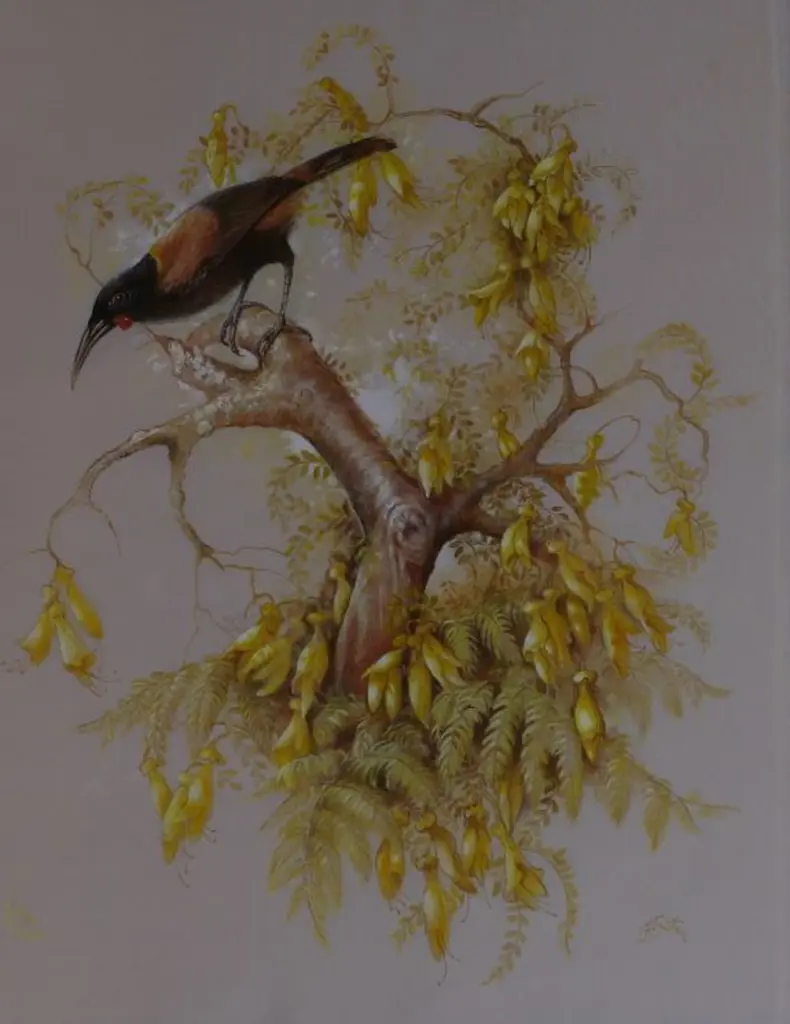 SUTTON, H. - Saddleback on Kowhai Tree Image 1++