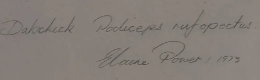 POWER, Elaine (Active 1970s) - Dabchick Image 1++