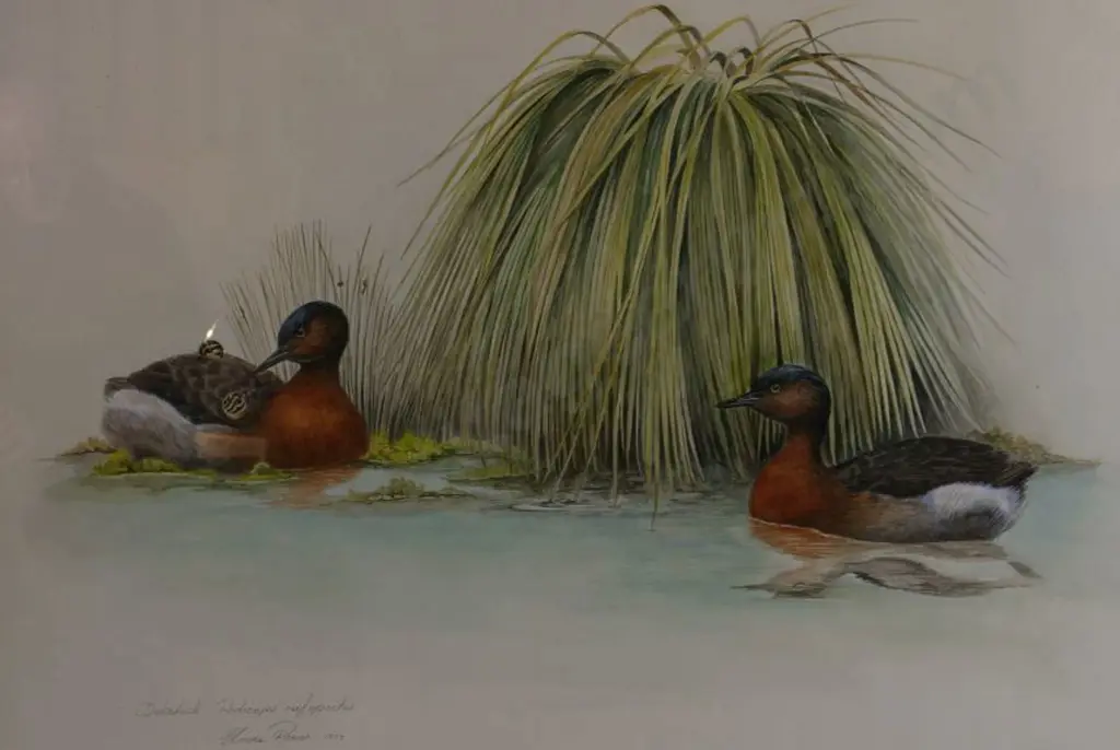 POWER, Elaine (Active 1970s) - Dabchick Image 1++