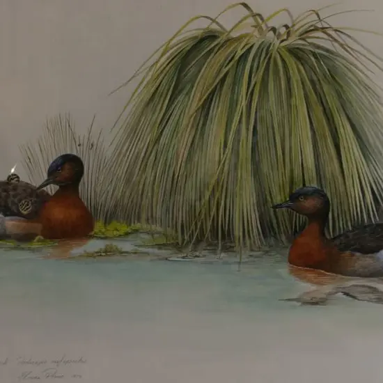 POWER, Elaine (Active 1970s) - Dabchick