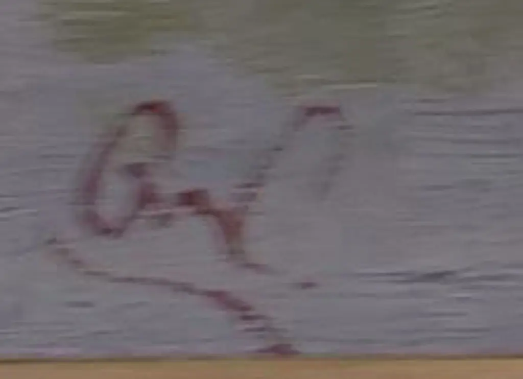 CARRINGTON, George William (1855-1940) - Near Port Chalmers Image 1++