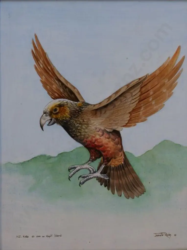 ROWLEY, Jeanette - Kaka as seen on Kapiti Island Image 1++