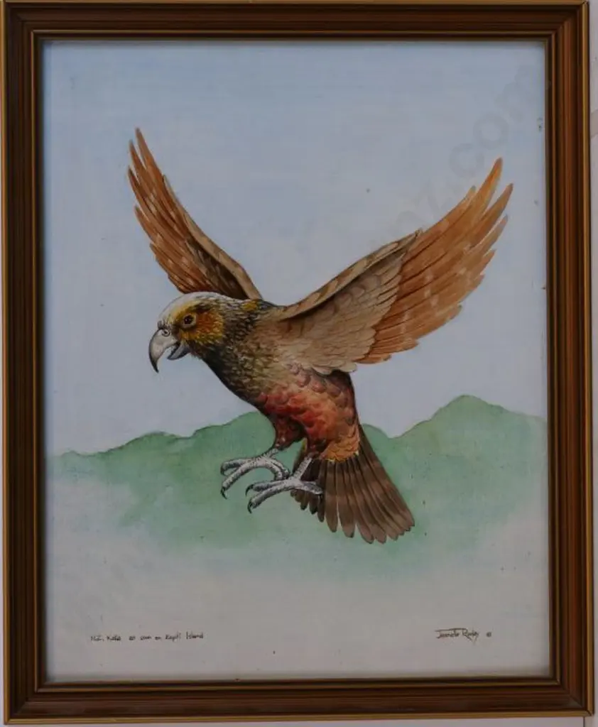 ROWLEY, Jeanette - Kaka as seen on Kapiti Island Image 1++