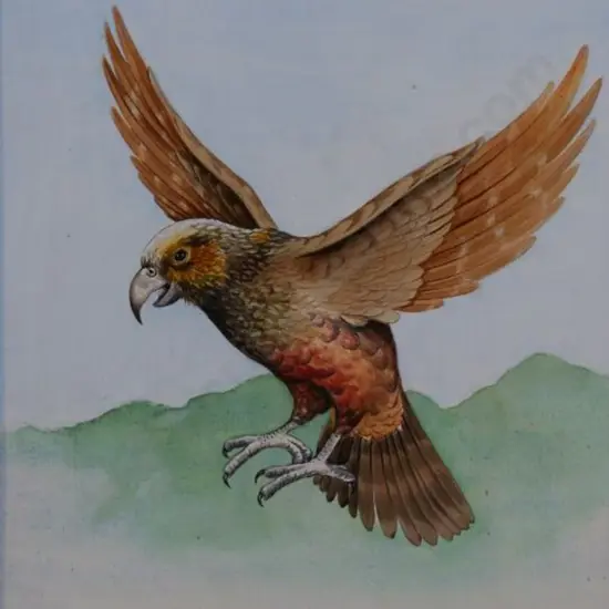 ROWLEY, Jeanette - Kaka as seen on Kapiti Island