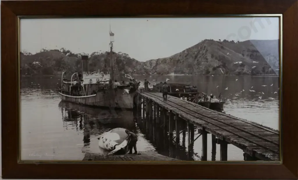 WHITE'S AVIATION - Whaling Station Image 1++