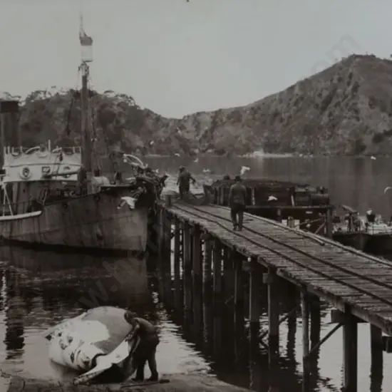 WHITE'S AVIATION - Whaling Station