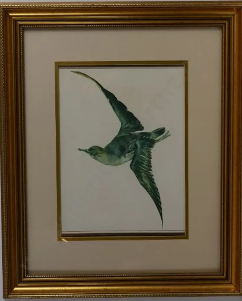 CHING, Raymond Harris (1939-) - Mutton Bird Image 1++