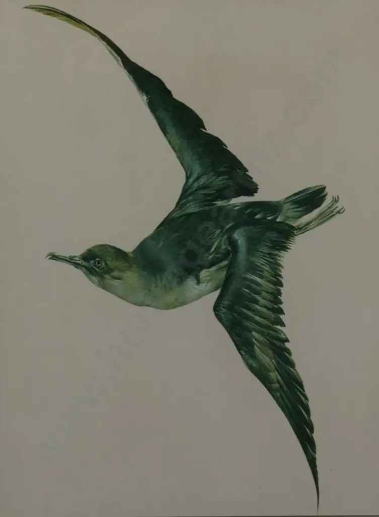 CHING, Raymond Harris (1939-) - Mutton Bird Image 1++