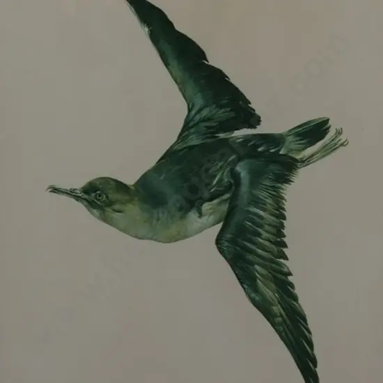 CHING, Raymond Harris (1939-) - Mutton Bird