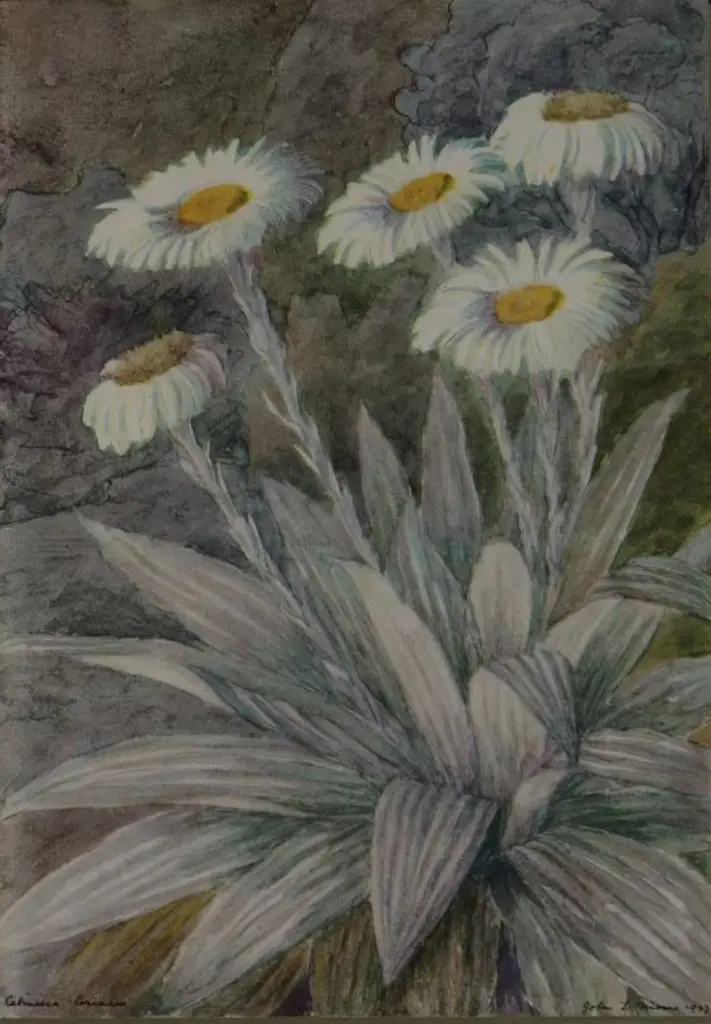 MOORE, John Lysaught (1897-1965) - Mountain Daisy Image 1++