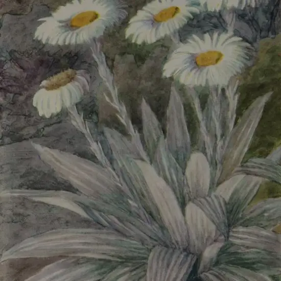 MOORE, John Lysaught (1897-1965) - Mountain Daisy